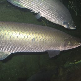 Sebrae traz para Cuiabá dois eventos que vão inovar a piscicultura de água doce