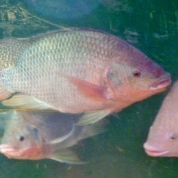 Vírus letal afeta peixes tilápias em três continentes, alerta a ONU