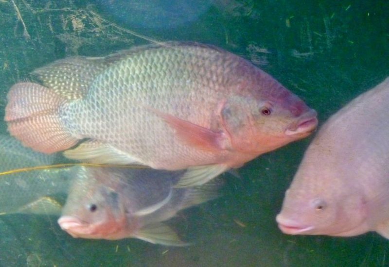 Vírus letal afeta peixes tilápias em três continentes, alerta a ONU