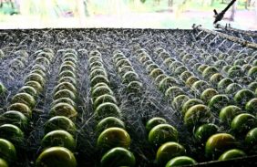 Produtores rurais do AM são premiados com Ordem de Mérito Agropecuário