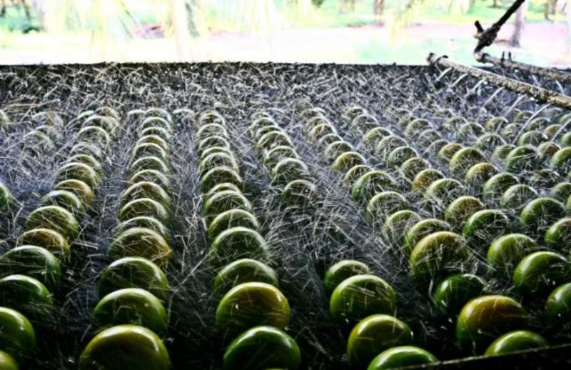 Produtores rurais do AM são premiados com Ordem de Mérito Agropecuário