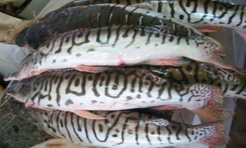 Ipaam alerta sobre início do defeso dos peixes surubim e caparari