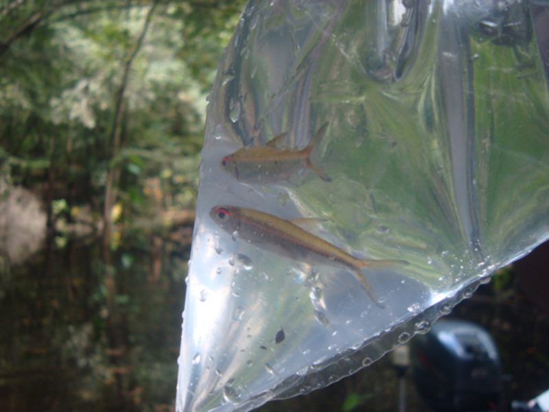 Pesquisa analisa influência dos peixes na reciclagem de nutrientes dos rios