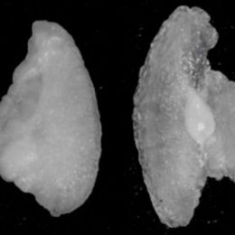 Metade dos peixes de cativeiro no mundo têm ouvido deformado