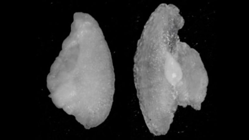 Metade dos peixes de cativeiro no mundo têm ouvido deformado
