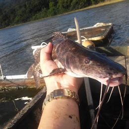 Produtores alagoanos investem na produção de surubim para alavancar vendas