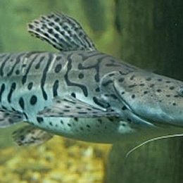 Pesquisadores de MS estudam bactéria que compromete produção de peixes