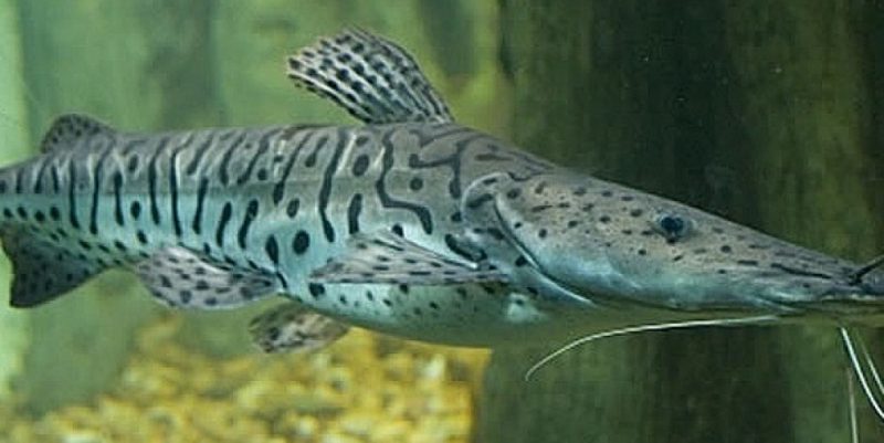 Pesquisadores de MS estudam bactéria que compromete produção de peixes