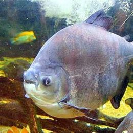 Convênio possibilitará criação de banco genético de peixes da Amazônia