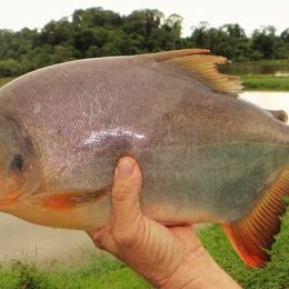 Como criar tambatinga