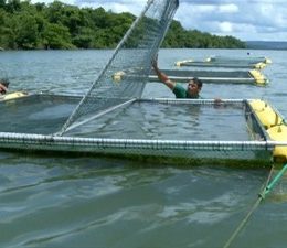 Conjunto de normas apresentadas fortalece a aquicultura mato-grossense