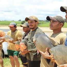 Peixes da Amazônia reaviva esperança de produtor em continuar criando alevinos