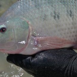 Piscicultores investem na produção de tilápia em MT para aumentar a renda