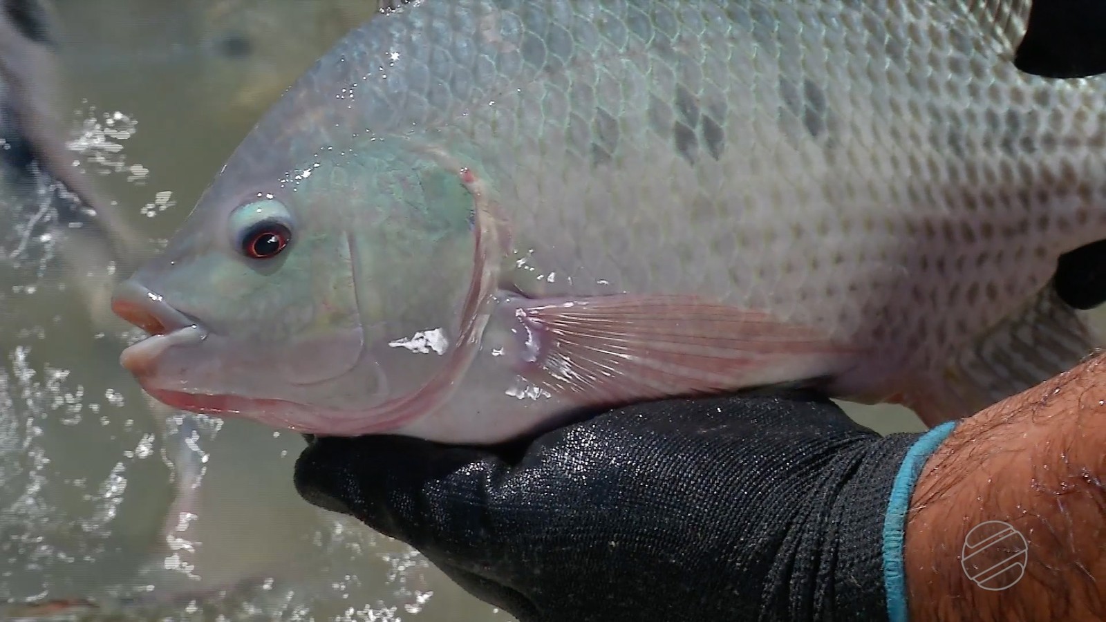 Piscicultores investem na produção de tilápia em MT para aumentar a renda
