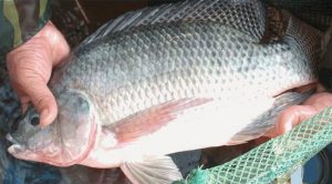 Governo federal investe no melhoramento genético da tilápia