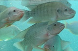 Grupo de investigadores descobre feromona em machos de peixes que acelera acasalamento