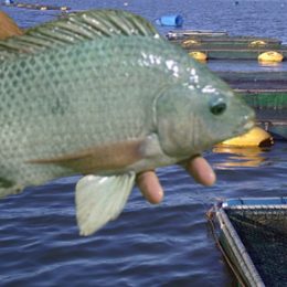 tilapias