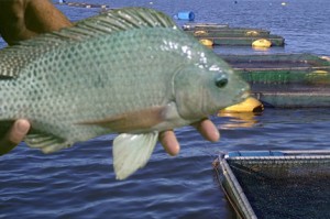 tilapias