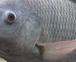 Preços da tilápia inteira no Brasil são inconstantes, diz estudo da Embrapa