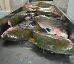 Expovale vai impulsionar o mercado do pescado
