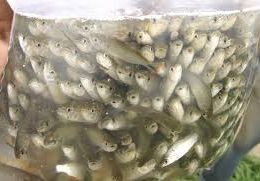 Venda de alevinos atrai produtores do Vale do Rio Cuiabá