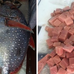 Peixe de raro sangue-quente achado em SP é vendido: 'Muito saboroso'
