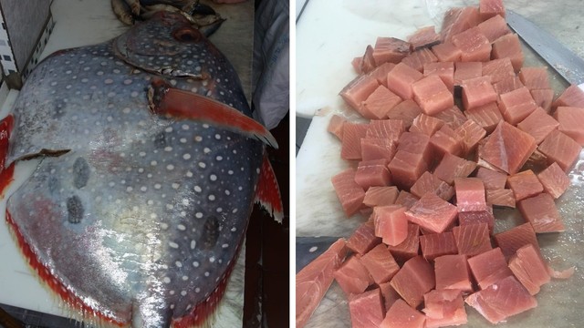 Peixe de raro sangue-quente achado em SP é vendido: 'Muito saboroso'