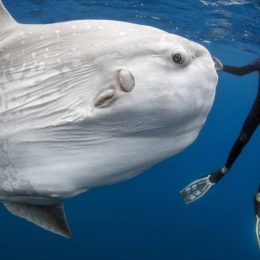 Pesquisadores identificam peixe ósseo mais pesado do mundo