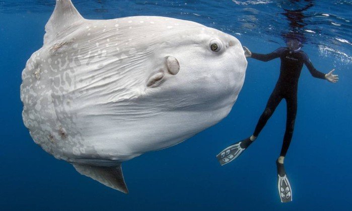 Pesquisadores identificam peixe ósseo mais pesado do mundo 